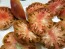 Tomato 'Purple Sicilian Saucer' Seeds (Certified Organic)