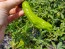 Pepper 'Shishito' Seeds (Certified Organic)