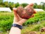 Certified Organic Red Pontiac Seed Potatoes - 2020 Spring - Harvested on our Farm