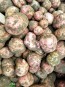 Certified Organic Red Pontiac Seed Potatoes - 2020 Spring - Harvested on our Farm