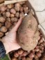 Certified Organic Red Pontiac Seed Potatoes - 2020 Spring - Harvested on our Farm