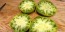 Tomato 'Absinthe' Seeds (Certified Organic)