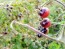 Tomato 'Indigo Blue Berries'