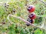 Tomato 'Indigo Blue Berries' Plant
