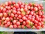 Tomato 'Pink Grape' Plant