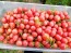 Tomato 'Pink Grape' Plant