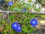 Morning Glory 'Heavenly Blue'