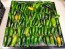 Hot Pepper ‘TAM Jalapeno’ Seeds (Certified Organic)