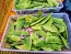 Pole Lima Bean 'Christmas' Seeds (Certified Organic)