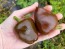 Hot Pepper ‘Chilhuacle Negro' Seeds (Certified Organic)