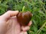 Hot Pepper ‘Chilhuacle Negro' Seeds (Certified Organic)
