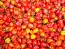 Pepper HOT 'Red Savina Habanero' Plant (4" Pot, single)