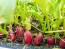 Radish 'French Breakfast'