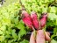 Radish 'French Breakfast'