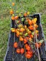 Eggplant 'Pumpkin on a Stick'