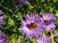 Purple Aster 