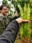 Pole Bean 'Helda' 