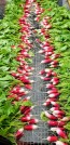 Radish 'French Breakfast'