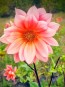 Dahlia, Mixed Colors