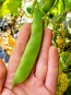 Pole Bean 'DePerro Italian Green Bean' 