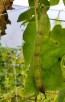 Pole Bean 'Cherokee Trail of Tears' 