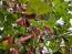 Hyacinth Bean