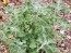 White Horehound 