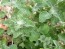 White Horehound 