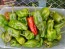 Hot Pepper ‘Pimiento de Padron’ Seeds (Certified Organic)