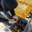 Black Walnuts In-Shell Harvested on our Farm ( Certified Organic )