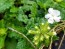 Verbena 'Shades of Liberty' 