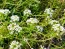 Alyssum 'Tall Sweet' 