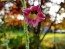 Flowering Tobacco 'Big Mouth' 