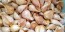 Certified Organic Music Culinary Garlic Harvested on our Farm - 4 oz. Bag (FARM PICK-UP)