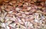  Certified Organic Bogatyr Culinary Garlic Harvested on our Farm - 4 oz. Bag (FARM PICK-UP)
