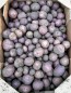 Certified Organic Huckleberry Gold Seed Potatoes - 2020 Spring - Harvested on our Farm