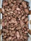 Certified Organic French Fingerling Seed Potatoes - 2020 Spring - Harvested on our Farm 