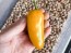 Hot Pepper 'NuMex Pumpkin Spice Jalapeno' Seeds (Certified Organic)