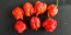 Hot Pepper ‘Carolina Reaper' 