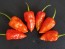 Hot Pepper 'Naga Morich'