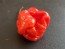 Hot Pepper 'Moruga Red Monster' Seeds (Certified Organic)