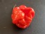 Hot Pepper 'Moruga Red Monster'