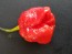 Hot Pepper 'Moruga Red Monster' Seeds (Certified Organic)