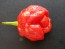 Hot Pepper 'Moruga Red Monster' Seeds (Certified Organic)