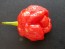 Hot Pepper 'Moruga Red Monster'