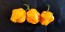 Hot Pepper 'Papa Dreadie Scotch Bonnet' Seeds (Certified Organic)