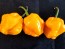 Hot Pepper 'Papa Dreadie Scotch Bonnet' Seeds (Certified Organic)