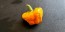 Hot Pepper 'Jamaican Yellow Scotch Bonnet' 