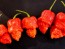 Hot Pepper ‘Apocalypse Scorpion’ 