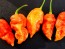 Hot Pepper ‘Ghor Pion' 